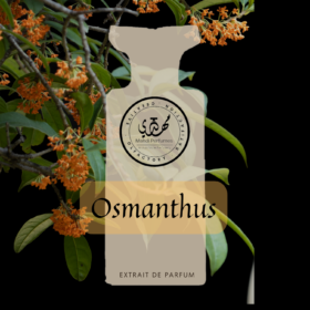 Osmanthus
