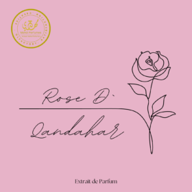 Rose d Qandahar